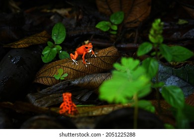 Strawberry Poison-dart Frog - Oophaga (Dendrobates) Pumilio, Small Poison Red Dart Frog Found In Central America, From Eastern Central Nicaragua Through Costa Rica And Panama. Rainforest Animal In Wet