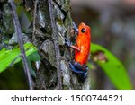 Strawberry Poison-Dart Frog (Oophaga pumilio) on a tree in tropical rainforest, Costa Rica