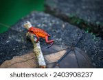 Strawberry poison-dart frog (Oophaga pumilio) in Tortuguero National Park (Costa Rica)