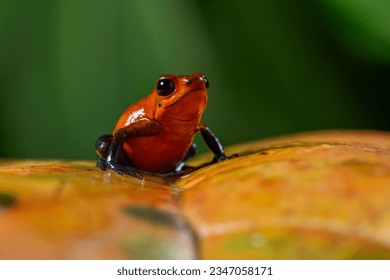  Strawberry Poison-dart Frog (Oophaga pumilio) from the tropical rain forest of Costa Rica, Central America _ stock photo