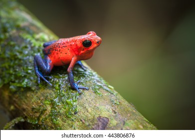 Red Poison Dart Frogs