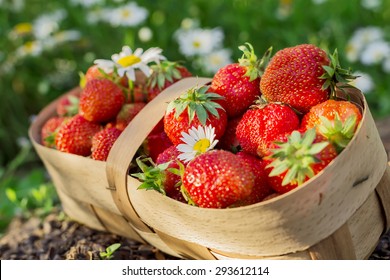 Strawberry In The Punnet With Chamomiles. Image With Selective Focus