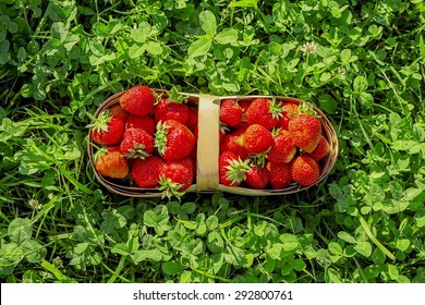 Strawberry In The Punnet On The Clover Grass Background