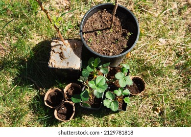 Strawberry, Raspberries, Currants Seedlings In Peat Glasses On The Grass, Ready To Plant In The Garden. Preparation For Planting, Growing Natural Berries In The Garden Bed.