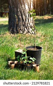 Strawberry, Raspberries, Currants Seedlings In Peat Glasses On The Grass, Ready To Plant In The Garden. Preparation For Planting, Growing Natural Berries In The Garden Bed.