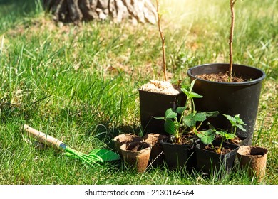 Strawberry, Raspberries, Currants Seedlings In Peat Glasses On The Grass, Ready To Plant In The Garden. Preparation For Planting, Growing Natural Berries In The Garden Bed.