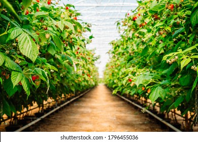 Strawberry And Raspberry Farm Growing In Greenhouses