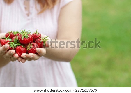 strawberry red, fresh, sweet, in the hands of a girl, a person with berries, strawberries without a face, ecologically clean farm berry, vitamins, proper nutrition, diet, health