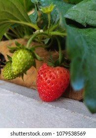 strawberry red green sweet - Shutterstock ID 1079538569
