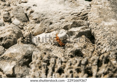 Strawberry red hermit crab walks on rocky beach. Scavenger Coenobita perlatus crawl on the sunny beach. 