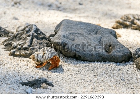 Strawberry red hermit crab walks on rocky beach. Scavenger Coenobita perlatus crawl on the sunny beach. 