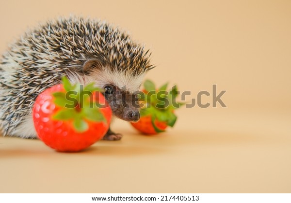  Strawberry season. Hedgehog and strawberry\
berries.food for hedgehogs. Cute gray hedgehog and red strawberries\
on a beige background.strawberry harvest.African pygmy hedgehog.\
pet and red berries.