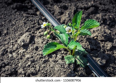 A Strawberry Seedling With A Flower On Drip Irrigation.