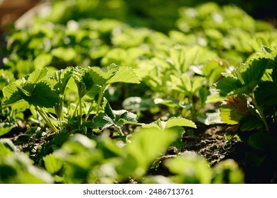 Strawberry seedlings with green leaves growing on large sunlit flowerbed in front of camera in modern garden center or farming homestead - Powered by Shutterstock