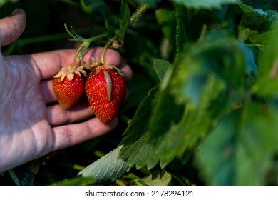 Strawberry slugs, nocturnal garden pests, gardening and harvest