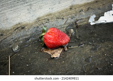  Strawberry In The Street Gutter