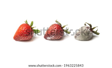 Strawberry in three stages of decomposition. Isolated on white.