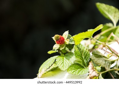 Strawberry tree