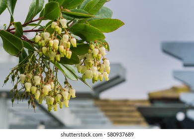 Strawberry Tree (Arbutus Unedo) Flowers, California