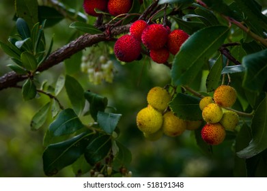 Irish Strawberry Images Stock Photos Vectors Shutterstock