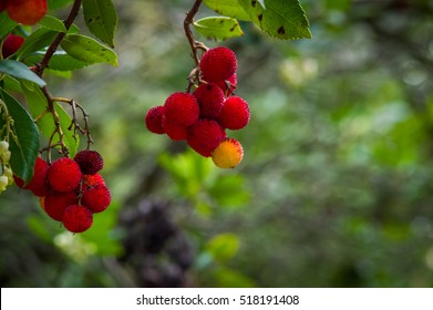 Strawberry Tree - Corbezzolo