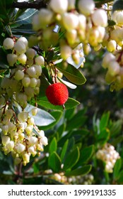 Strawberry Tree Fruits (Arbutus Unedo)