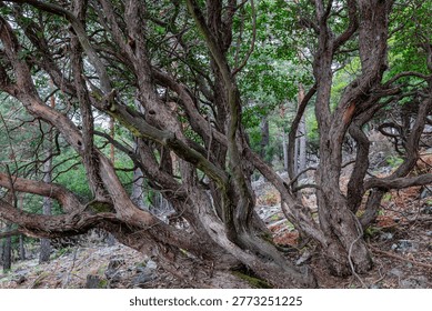 Strawberry tree, a shrub with sinuous trunks of scaly bark and branches with leaves. Arbutus unedo.