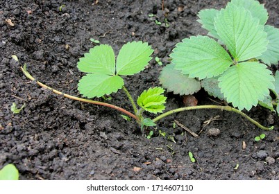 Strawberry in the village garden. The new plantshoot in the springtime. Clean young leaves on the soil background - Shutterstock ID 1714607110