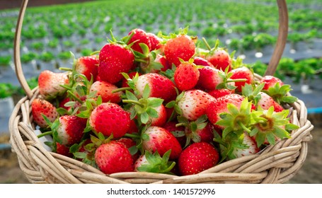 A Lot Of Strawbery In The Basket