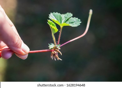 Strawbery Plant, How To Grow Strawbery, Young Strawbery Plant With Young Roots 