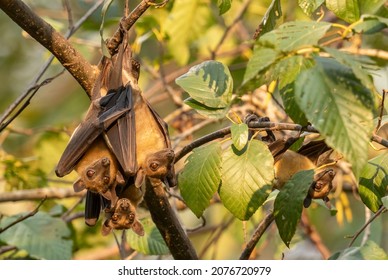 Straw-colored Fruit Bat - Eidolon Helvum, Beautiful Small Mammal From African Forests And Woodlands, Bwindi, Uganda.