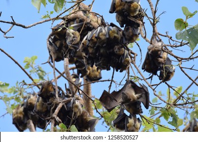 Straw-coloured Fruit Bat Colony Roosting