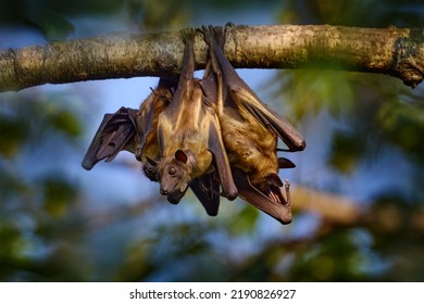 Straw-coloured fruit bat, Eidolon helvum, on the the tree during the evening, Kisoro, Uganda in Africa. Bat colony in the nature, wildlife. Travelling in Uganda. - Shutterstock ID 2190826927