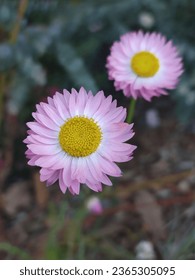 Strawflower Silvery Rose - Popular long lasting Australian native wildflower with silvery rosy-pink flowers with papery textured petals that are popular as dried flowers in floral arrangements.
