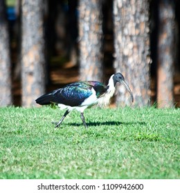 A Straw-Necked Ibis, Threskiornis Spinicollis, Searches The Forest Floor For Food On The Gold Coast Of Australia.