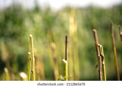 Straws Left After The Autumn Sesame Harvest