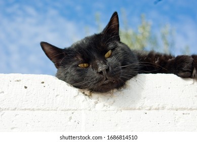 Stray Black Cat Bad Luck Bringer Stock Photo 1686814510 Shutterstock Stray Black Cat Bad Luck Bringer Stock Photo 1686814510 Shutterstock