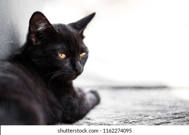 Stray Black Cat, Halloween And Bad Luck Bringer Symbol Lie On The Street.