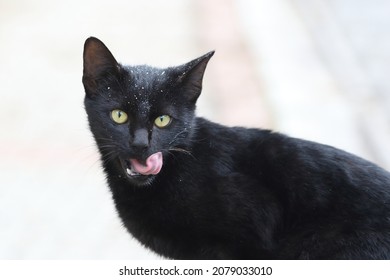 A Stray Black Cat Licking Her Lips