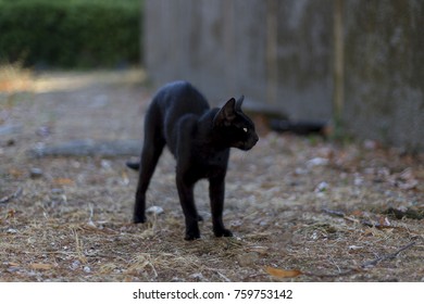 Chat Noir Yeux Jaunes 62 385 Images Photos Et Images Vectorielles De Stock Shutterstock