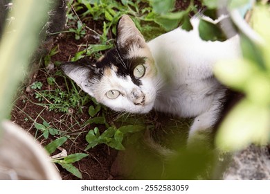 Stray calico camouflaged within green garden foliage. White and black calico cat among plant. cat hiding in a garden. Feral calico cat with green eyes. Mysterious garden cat with calico pattern - Powered by Shutterstock