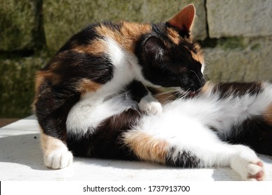 A Stray Calico Kitten Licking And Cleaning, Grooming Itself While Sunbathing Upon A Coop In The Afternoon During Early Spring.