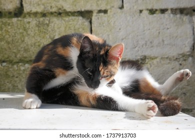 A Stray Calico Kitten Licking And Cleaning, Grooming Itself While Sunbathing Upon A Coop In The Afternoon During Early Spring.