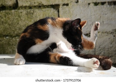 A Stray Calico Kitten Licking And Cleaning, Grooming Itself While Sunbathing Upon A Coop In The Afternoon During Early Spring.