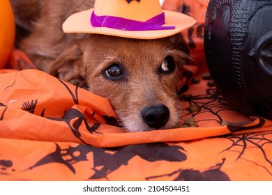 Stray Caramel Dog With Bright Eyes Looking Right With A Orange Hat In A Haloween Themed Background