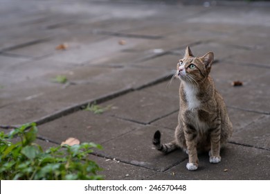 Stray Cat