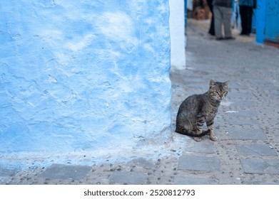 Stray cat in an alley in the blue city of Chefchaouen, Morocco. - Powered by Shutterstock