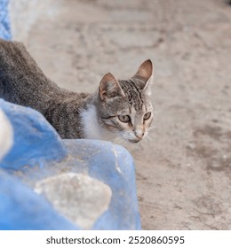 Stray cat in an alley in the blue city of Chefchaouen, Morocco. - Powered by Shutterstock