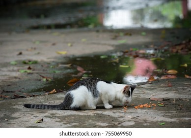 Stray Cat Asia