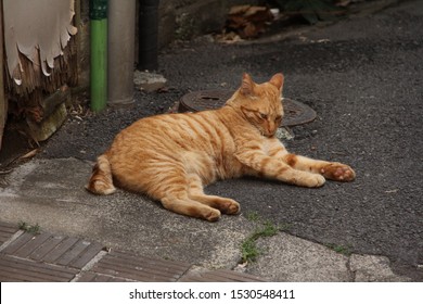 Alley Cat Images, Stock Photos & Vectors | Shutterstock